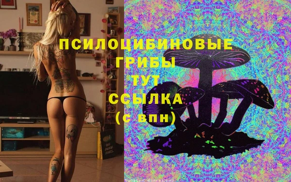 сатива Беломорск