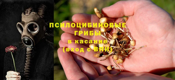 сатива Беломорск